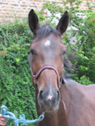 Kelly, paardenraces