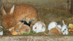 Ons laatste nest van konijnen