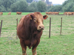 Attention au taureau !