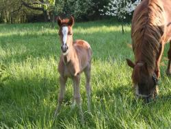 Een beetje colt